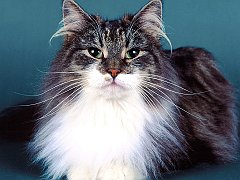 Marcus, Norwegian Forest Cat